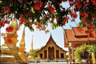 Luang Prabang, mùa hoa vô ưu nở