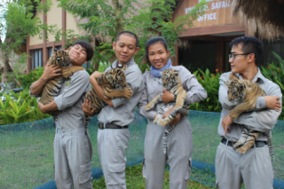 Vinpearl Safari đón thêm 4 chú hổ quý Bengal	