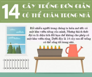 14 loại rau, củ, quả lý tưởng trồng trong nhà