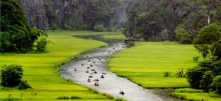Về Tam Cốc ngắm vẻ đẹp của bông lúa Việt