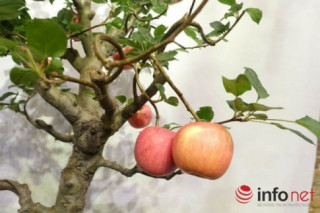 Xuất hiện cây táo cảnh Trung Quốc cực đẹp mắt, không nên ăn, bán chơi Tết
