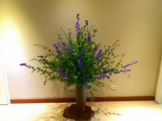 Cắm hoa violet tươi lâu đến 7 ngày