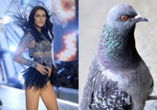 Đố bạn nhịn được cười với loạt ảnh chế của Victoria‘s Secret Show 2016