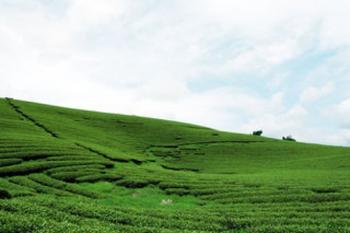 Trôi trên những sóng chè Mộc Châu