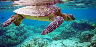 Côn Đảo: Mùa rùa con rộn ràng về với biển