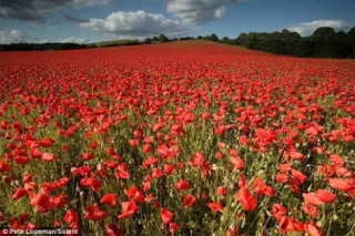 Những cánh đồng hoa tuyệt đẹp ở nước Anh
