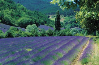 Nước Pháp tháng 6 – rợp trời lavender