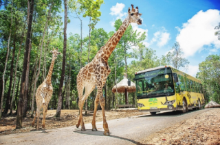 Những loài động vật đặc biệt tại Vinpearl Safari	