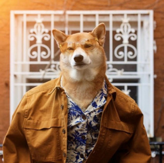 Chú chó Shiba là gương mặt đại diện cho nhiều hãng thời trang lớn, kiếm hơn 300 triệu mỗi tháng