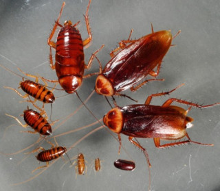 Những loại côn trùng có hại nào đang ở trong nhà bạn?