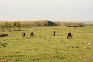 Phi ngựa trên thảo nguyên, cưỡi lạc đà ở sa mạc Nội Mông