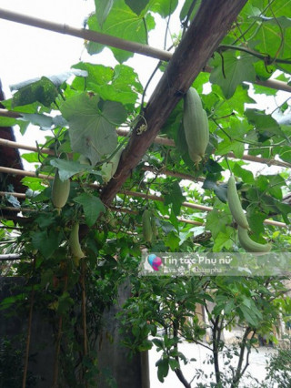 Vườn rau không hóa chất của bà mẹ trẻ ở Hưng Yên
