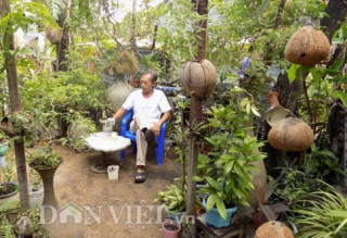Vườn “thượng uyển” kiểng treo sinh thái từ trái dừa khô