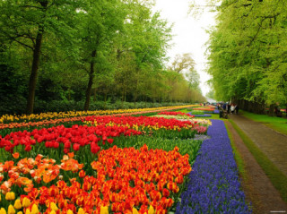 7 triệu cánh hoa Tulip đồng loạt khoe sắc trong lễ hội mùa xuân tại Hà Lan