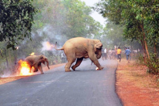 Bức ảnh xót xa ‘voi con bốc cháy’ giành giải nhất cuộc thi ảnh động vật hoang dã quốc tế 2017