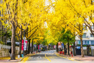 Con đường mang tên ‘lời nguyền chia tay’ dù đẹp như tranh giữa lòng thủ đô Seoul