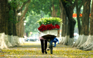 Hà Nội tinh khôi trong sắc trắng loa kèn nở sớm