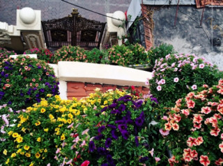 Hoa triệu chuông nở kín tường, đây chính là ngôi nhà ‘màu mè’ nhất Quảng Ninh