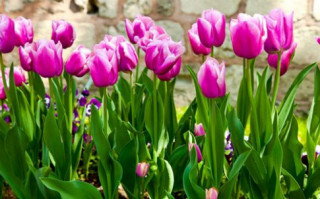 Kỹ thuật trồng hoa Tulip trổ bông 100% để kịp trang trí nhà đón Tết