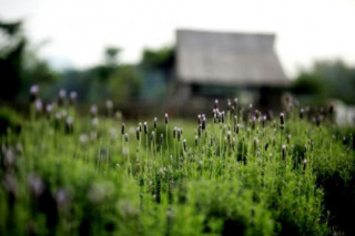 Lạc trôi giữa cánh đồng hoa lavender lần đầu tiên xuất hiện tại Hà Nội