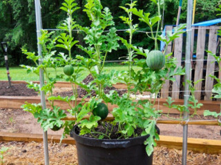 Với mẹo này, trồng dưa hấu trong chậu trở nên cực kỳ đơn giản