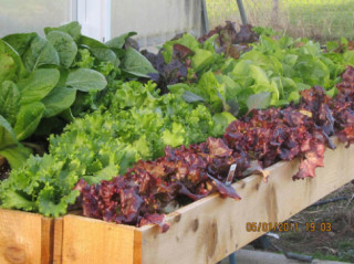 Tập trồng rau tại nhà như chuyên gia (P2)