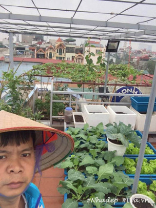 Ngưỡng mộ vườn rau quả xanh tốt “vạn người mê” trên sân thượng của ông bố Hà Thành