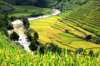 Ai lên xứ Mù (Mù Căng Chải) mùa thu cũ...