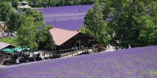 Ngây ngất Hokkaido mùa hoa oải hương