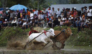 Sôi động lễ hội đua bò Indonesia