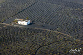 ‘Vườn nho sao băng’ trên đảo núi lửa Lanzarote