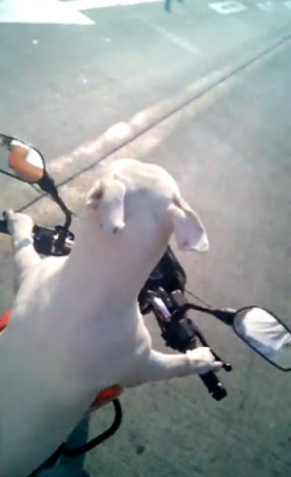  Chó tự lái xe máy, chủ ngồi sau quay phim 