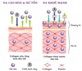 Collagen: Chất sống và tuổi thanh xuân của làn da