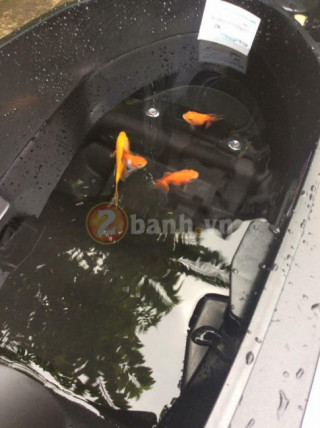 Cốp Yamaha QBIX 125 ABS có thể thành “một hồ nuôi cá”