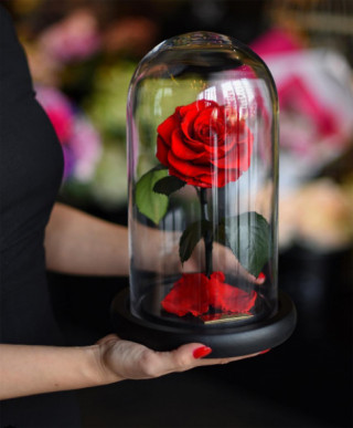 Loài hoa hồng “đắt xắt ra miếng” này đang làm điên đảo chị em khắp thế giới