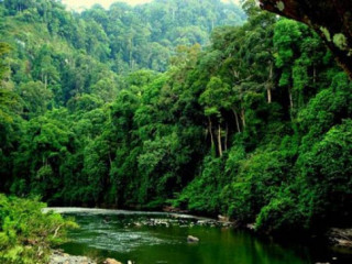 Đẹp mê mẩn những khu rừng nhiệt đới xanh mướt