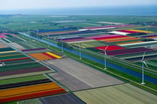Mê hồn những cánh đồng hoa Hà Lan từ trên cao