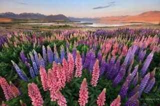Ngắm thiên đường hoa lupine New Zealand