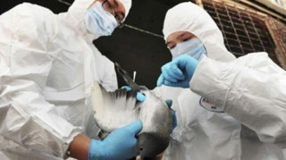 Việt Nam xuất hiện virus cúm A/H5N6