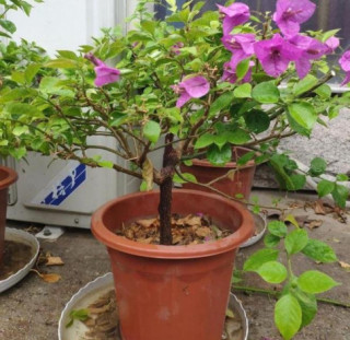 3 loại hoa nuôi tại nhà mùa đông cần “chém mạnh”, năm sau hoa nở gấp đôi