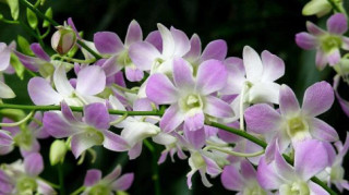 Tên và hình ảnh các loại hoa phong lan đẹp, phổ biến nhất dành cho người mới chơi