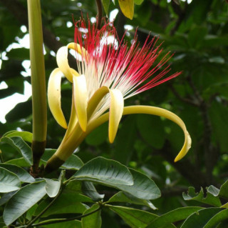 5 loại cây cực hiếm ra hoa, mỗi khi ra hoa lại rước “tài lộc” về