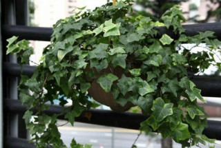 7 cây cảnh hút bụi mịn tốt nhất, giúp thanh lọc không khí nên trồng trong nhà