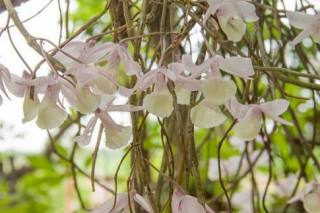 Cách trồng và kỹ thuật chăm sóc cây lan hạc vỹ cho ra hoa quanh năm