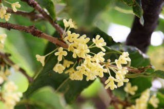 Cây Mộc Hương - Ý nghĩa, cách trồng và chăm sóc cho cây ra hoa đẹp