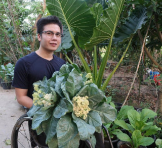 Chàng trai đi xe lăn chăm vườn 60m2, gia đình không cần mua rau, còn dư mang cho hàng xóm