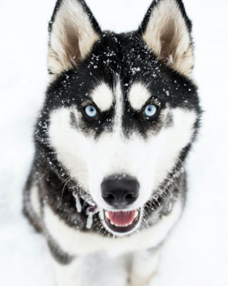 Chó Husky - Đặc điểm, tính khí và cách nuôi tốt nhất