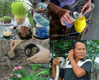 Chuyện thật như đùa: Dùng bỉm trồng rau, bia tưới nấm, ngô bón cam...