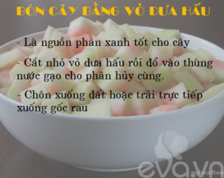 Kinh nghiệm trồng rau, củ, quả trong thùng xốp (Phần 2)