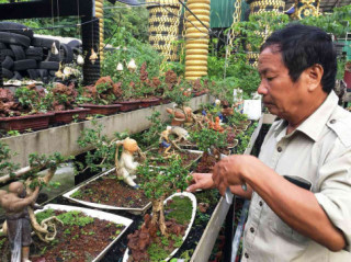 Lão nông Khánh Hòa sở hữu 4.575 cây bonsai mini “khủng” độc, lạ đạt kỷ lục thế giới